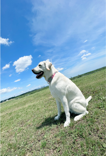 犬の写真